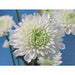 Chrysanthemum Flower White - Kadiyam Nursery