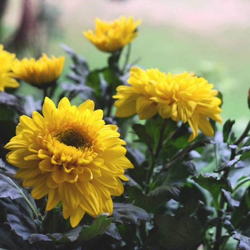 Chrysanthemum Flower Yellow - Kadiyam Nursery
