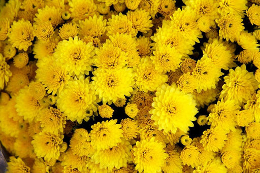 Chrysanthemum Flower Yellow - Kadiyam Nursery