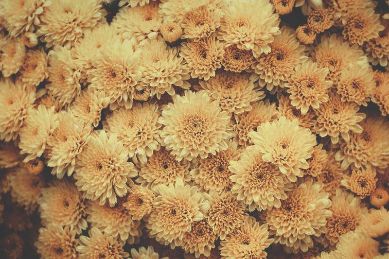 Chrysanthemum Flowers  Brown Plant - Kadiyam Nursery