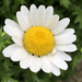 Chrysanthemum paludosum  (pack of 200seeds) - Kadiyam Nursery