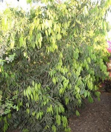 Cinnamomum zeylanicum, C. verum,True Cinnamon Tree - Kadiyam Nursery