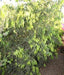 Cinnamomum zeylanicum, C. verum,True Cinnamon Tree - Kadiyam Nursery
