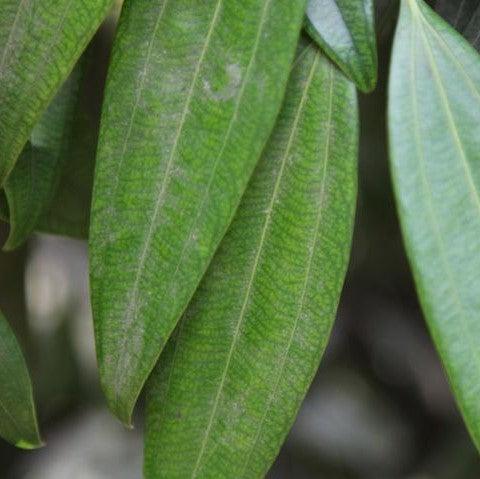 Cinnamon Leaf, Tamalpatra, Tejpatta - Kadiyam Nursery