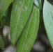 Cinnamon Leaf, Tamalpatra, Tejpatta - Kadiyam Nursery