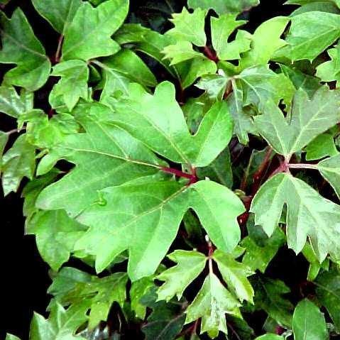 Cissus rhombifolia ellen danica,Grape Ivy, Grape Ivy Ellen Danica - Kadiyam Nursery
