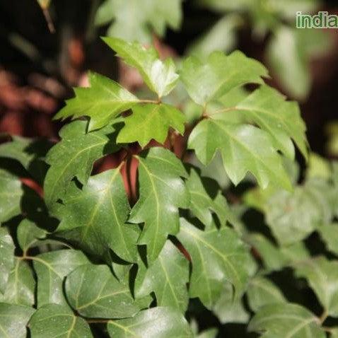 Cissus rhombifolia grape ivy,Grape Ivy - Kadiyam Nursery