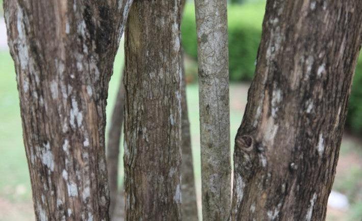 Citharexylunm quadrangulare,Fiddle Wood Tree, Zither Wood - Kadiyam Nursery