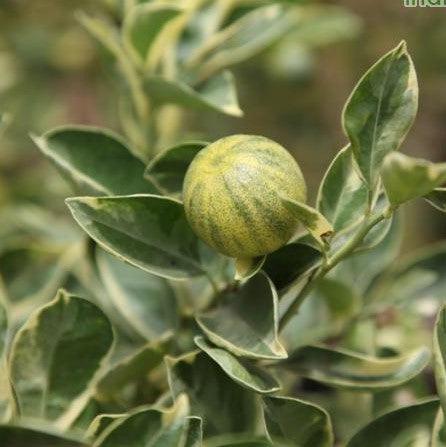 Citrofortunella mitis variegata,Kumquot Variegated - Kadiyam Nursery