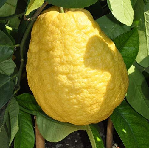 Citron Cirus Ganapathy Lemon Medica Live Plant Best Exotic Ganapathylemon (Healthy Plant) - Kadiyam Nursery