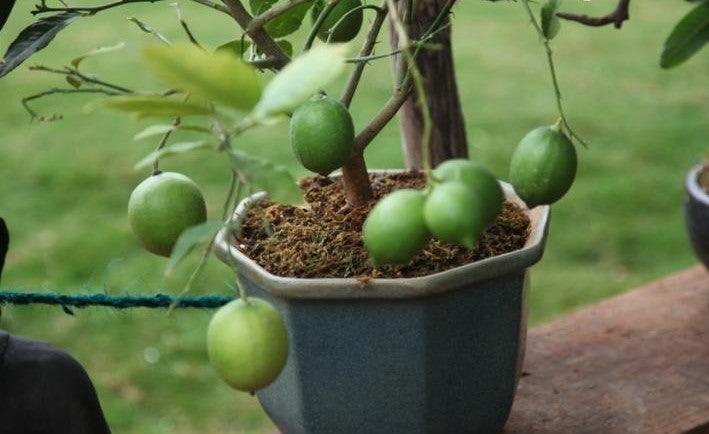 Citrus limonia, Citrus medica,Lime Seedless, Citrus Seedliess, Citron - Kadiyam Nursery