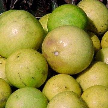 Citrus medicalimonia,Lime Kagdi, Acid Lime - Kadiyam Nursery
