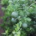 Citrus sinensis,Sweet Lime, Sweet Orange - Kadiyam Nursery
