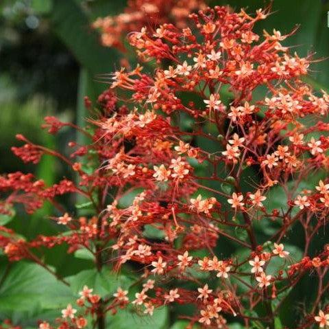 Clerodendrum Red Terminal Flowering, Kashmir Bouquet - Kadiyam Nursery