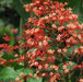 Clerodendrum Red Terminal Flowering, Kashmir Bouquet - Kadiyam Nursery