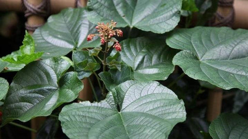 Clerodendrum Red Terminal Flowering, Kashmir Bouquet - Kadiyam Nursery