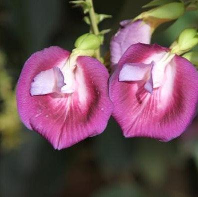 Clitoria fairchildiana,Orchid Tree, Clitorea Tree, Philippine Pigeonwings - Kadiyam Nursery