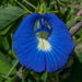 Clitoria Ternatea, Gokarna (Blue) - Plant - Kadiyam Nursery