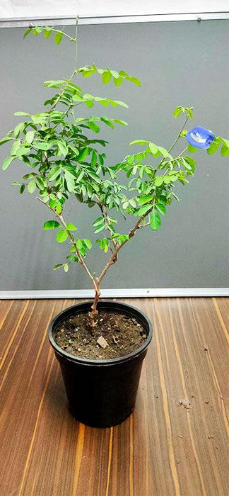 Clitoria Ternatea, Gokarna (Blue) - Plant - Kadiyam Nursery