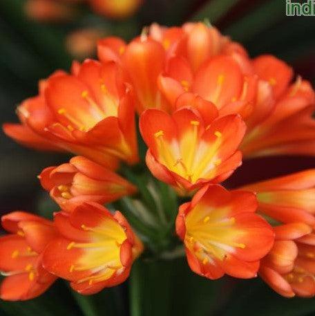 Clivia miniata,Kafir Lily, Orange Lily - Kadiyam Nursery