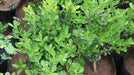 Clusia guttifera,Small Leafed Clusia, Small Leaf Pitch Apple - Kadiyam Nursery