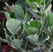 Clusia rosea marginata,Clusia Marginata - Kadiyam Nursery