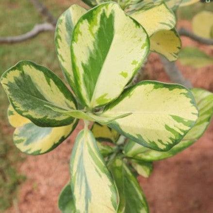 Clusia rosea variegata,Clusia Variegata - Kadiyam Nursery