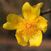 Cochlospermum gossypium, C religiosum,Yellow Silk Cotton Tree, Torchwood Tree, Buttercup Tree - Kadiyam Nursery