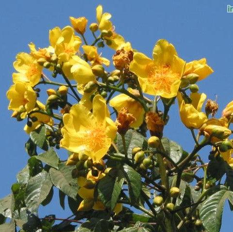 Cochlospermum gossypium, C religiosum,Yellow Silk Cotton Tree, Torchwood Tree, Buttercup Tree - Kadiyam Nursery