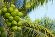 Coconut Dwarf High Yield Rare  " Chennagi " Live Plant - Leaf Green Coconut Live Plant Rare ( 1 Healthy Live Fruit Plant ) - Kadiyam Nursery