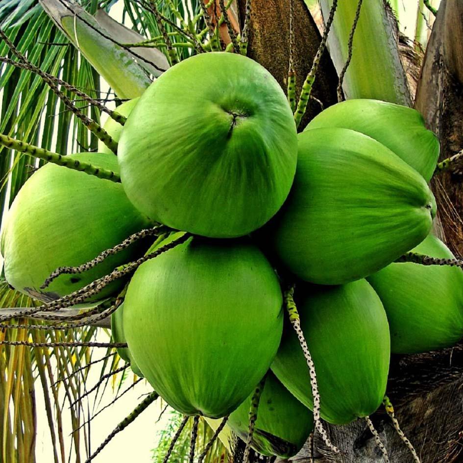 Coconut plants