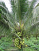 Coconut East Coast Tall ( 1 Healthy Live Fruit Plant ) - Kadiyam Nursery