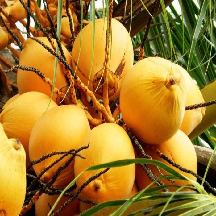 Coconut Live Plant High Yield Hybrid Rare  - Dwarf Coconut" Yellow Malayan" Live Plant Kerala - Kadiyam Nursery