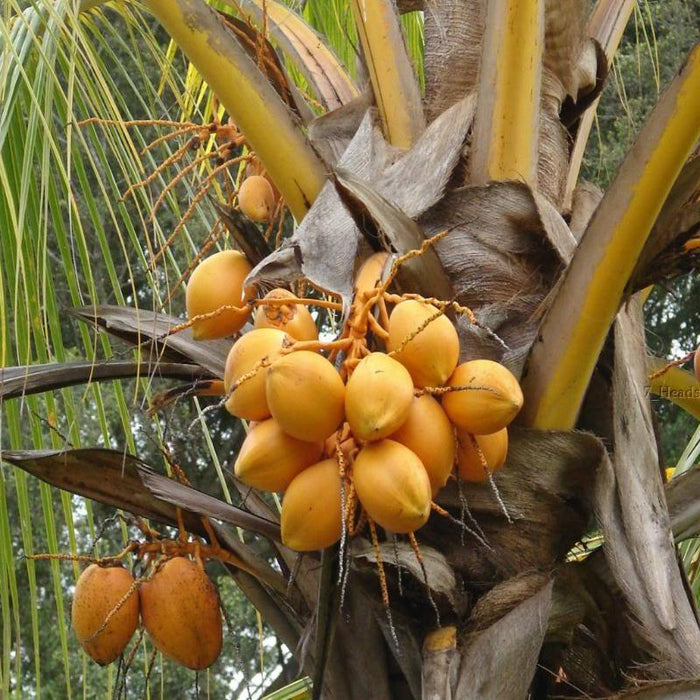 Coconut Live Plant High Yield Hybrid Rare  - Dwarf Coconut" Yellow Malayan" Live Plant Kerala - Kadiyam Nursery