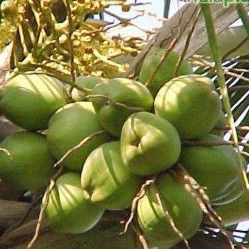 Cocos nucifera Coconut Fruit Live Plant. (West Coast Tall Coconut) - Kadiyam Nursery