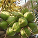 Cocos nucifera Coconut Fruit Live Plant. (West Coast Tall Coconut) - Kadiyam Nursery