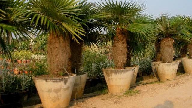 Cocothrinax crinita,Old Man Palm, Palma Petate, Old Man Thatch Palm, Mat Palm. - Kadiyam Nursery