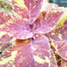 Coleus Ornamental Plant With Pot ,Coleus Dark plant - Kadiyam Nursery