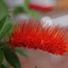 Combreatum decandrum,Combreatum Orange Flowered - Kadiyam Nursery