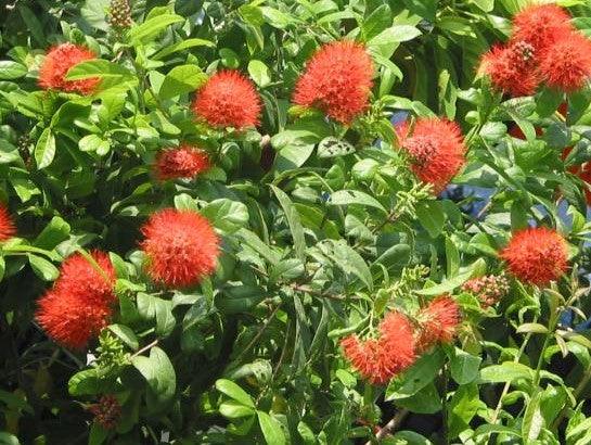 Combreatum erythrophyllum,Orange Flower Vine, Fur Ball Vine - Kadiyam Nursery