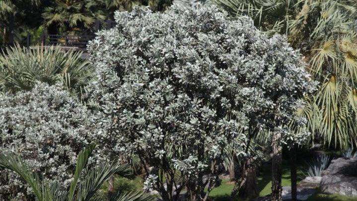 Conocarpus erectus variety sericeus,Button Mangrove - Kadiyam Nursery