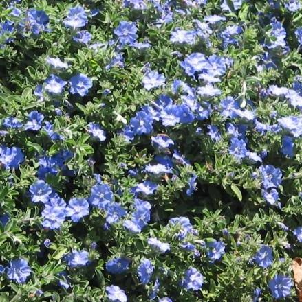 Convolvulus martinanus, Evolvulus glomerotus,Blue Flowers (ipomea ), Blue Daze, Evoivulus - Kadiyam Nursery