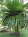 Copernicia macroglossa,Cuban Petticoat Palm - Kadiyam Nursery
