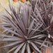 Cordyline australis rubra, Dracaena indivisa,Cabbage Tree, Grass Palm, Dracaena Red - Kadiyam Nursery
