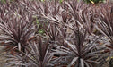 Cordyline australis rubra, Dracaena indivisa,Cabbage Tree, Grass Palm, Dracaena Red - Kadiyam Nursery