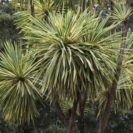 Cordyline australis variegata,Grass Palm Variegated - Kadiyam Nursery