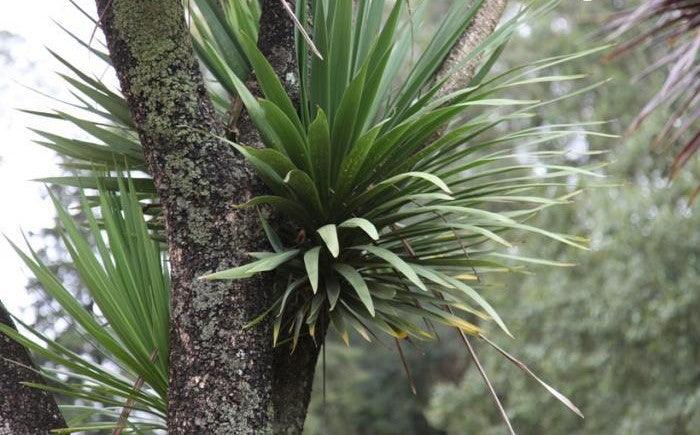 Cordyline australis,Cabbage Tree - Kadiyam Nursery
