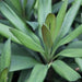 Cordyline glauca,Green Dracaena - Kadiyam Nursery