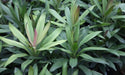 Cordyline glauca,Green Dracaena - Kadiyam Nursery