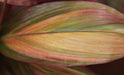 Cordyline terminalis rainbow,Dracaena Rainbow - Kadiyam Nursery